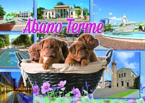 Cartolina F/To 12X17 Veduta Abano Terme